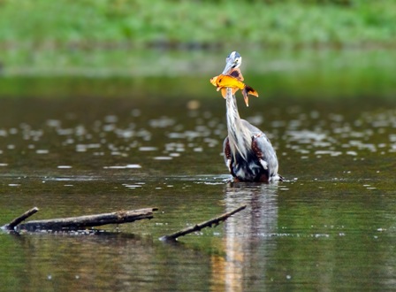 Blue Heron